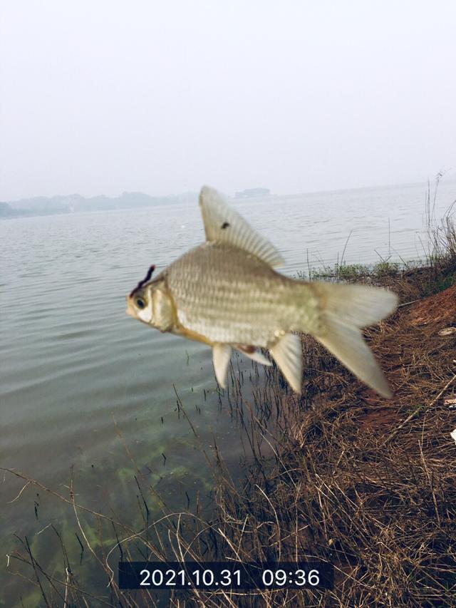 冬天大水面野钓怎么选位置（斜风细雨鏖战团头湖）(5)