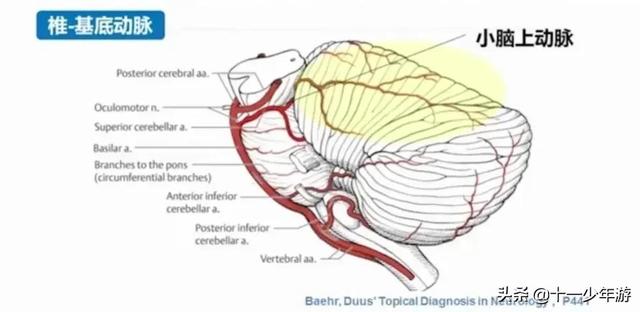 脑血管解剖结构图（概述和血管解剖）(26)