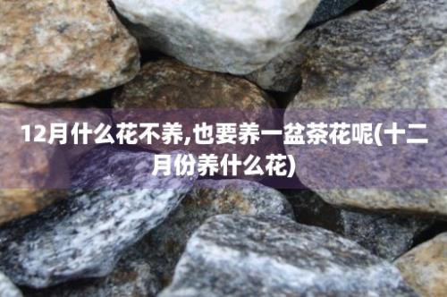 12月什么花不养,也要养一盆茶花呢(十二月份养什么花)