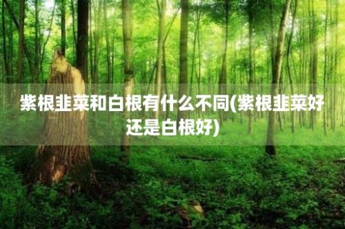 紫根韭菜和白根有什么不同(紫根韭菜好还是白根好)