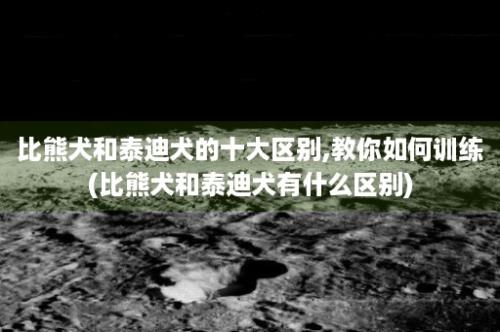 比熊犬和泰迪犬的十大区别,教你如何训练(比熊犬和泰迪犬有什么区别)