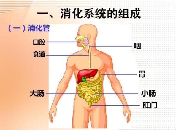 吸收的反义词是什么