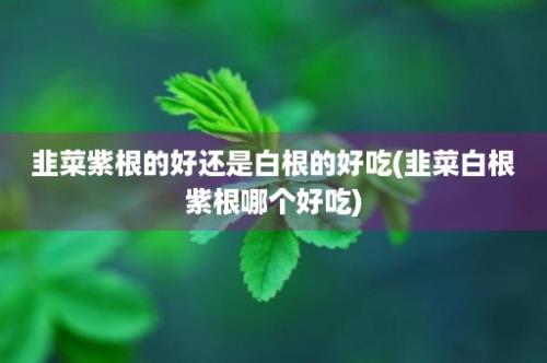 韭菜紫根的好还是白根的好吃(韭菜白根紫根哪个好吃)