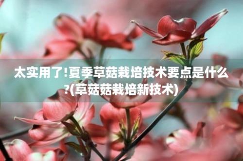 太实用了!夏季草菇栽培技术要点是什么?(草菇菇栽培新技术)