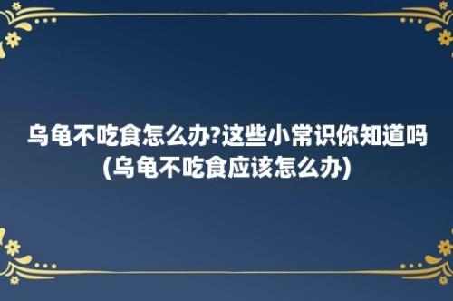 乌龟不吃食怎么办?这些小常识你知道吗(乌龟不吃食应该怎么办)