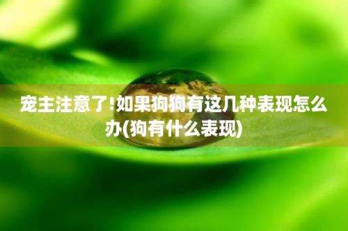 宠主注意了!如果狗狗有这几种表现怎么办(狗有什么表现)