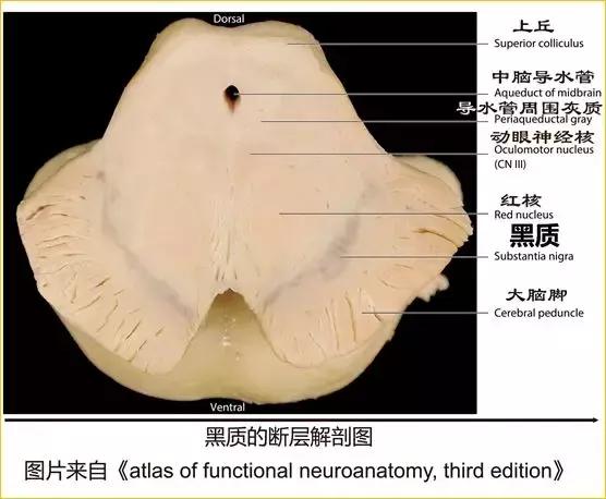 脑干内部超详细功能解剖图（内非颅神经核之）(16)