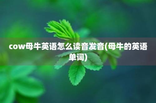 cow母牛英语怎么读音发音(母牛的英语单词)