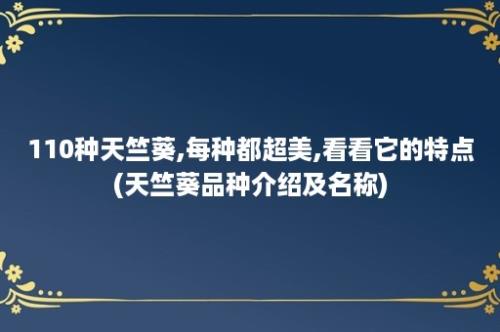 110种天竺葵,每种都超美,看看它的特点(天竺葵品种介绍及名称)