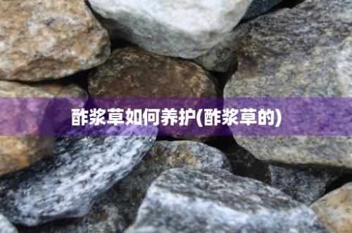 酢浆草如何养护(酢浆草的)