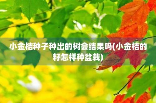 小金桔种子种出的树会结果吗(小金桔的籽怎样种盆栽)