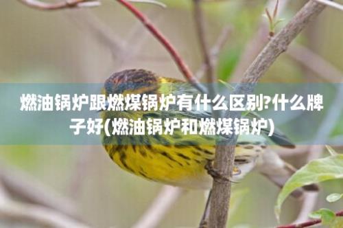 燃油锅炉跟燃煤锅炉有什么区别?什么牌子好(燃油锅炉和燃煤锅炉)