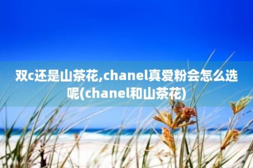 双c还是山茶花,chanel真爱粉会怎么选呢(chanel和山茶花)