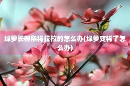 绿萝长得稀稀拉拉的怎么办(绿萝变稀了怎么办)