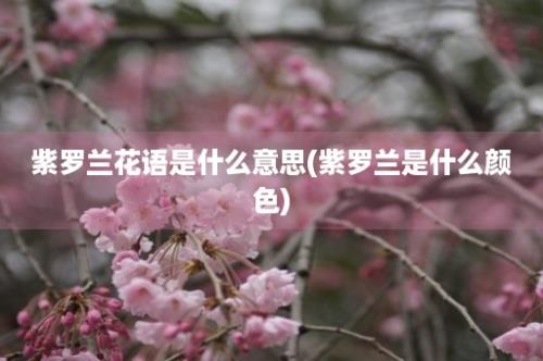 紫罗兰花语是什么意思(紫罗兰是什么颜色)