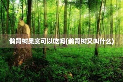 鹊肾树果实可以吃吗(鹊肾树又叫什么)