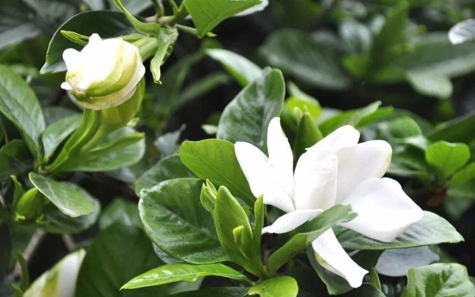 栀子花