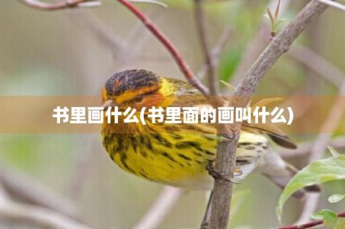 书里画什么(书里面的画叫什么)