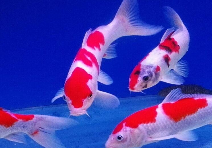 锦鲤