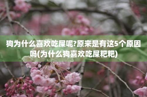 狗为什么喜欢吃屎呢?原来是有这5个原因吗(为什么狗喜欢吃屎粑粑)