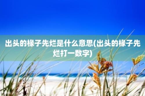 出头的椽子先烂是什么意思(出头的椽子先烂打一数字)