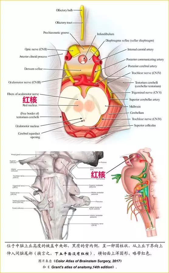 脑干内部超详细功能解剖图（内非颅神经核之）(14)