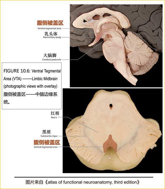 脑干内部超详细功能解剖图（内非颅神经核之）(18)