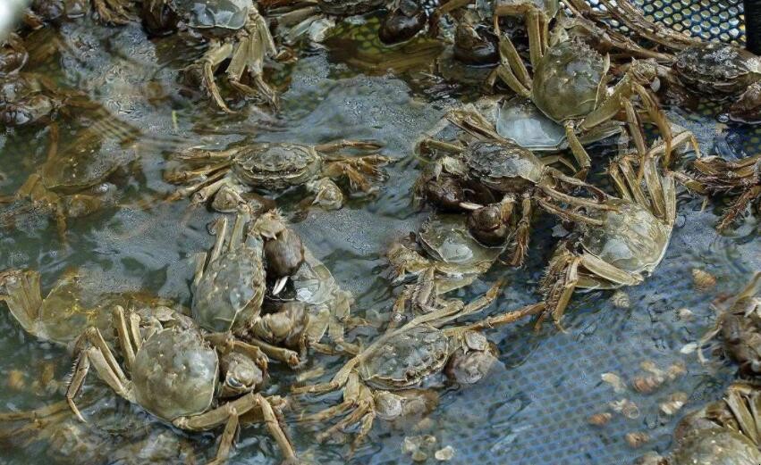 如何预防河蟹逃逸