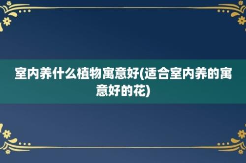 室内养什么植物寓意好(适合室内养的寓意好的花)