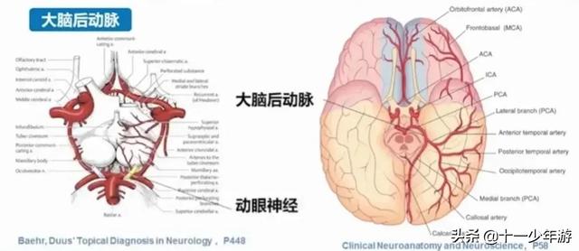 脑血管解剖结构图（概述和血管解剖）(27)