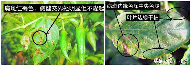 辣椒细菌性叶斑病还能治好吗（夏天高温潮湿辣椒细菌性叶斑病易发）(2)