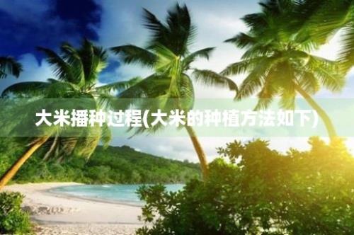 大米播种过程(大米的种植方法如下)