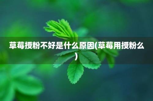 草莓授粉不好是什么原因(草莓用授粉么)