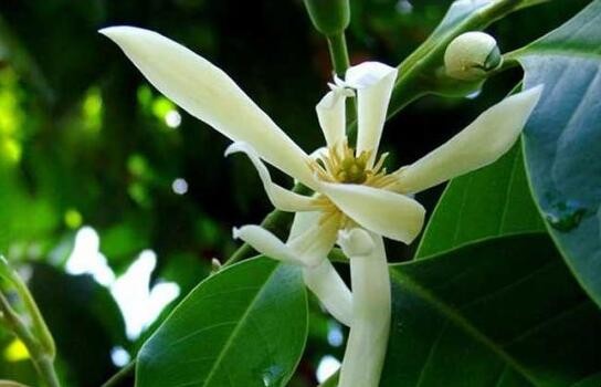 白玉兰
