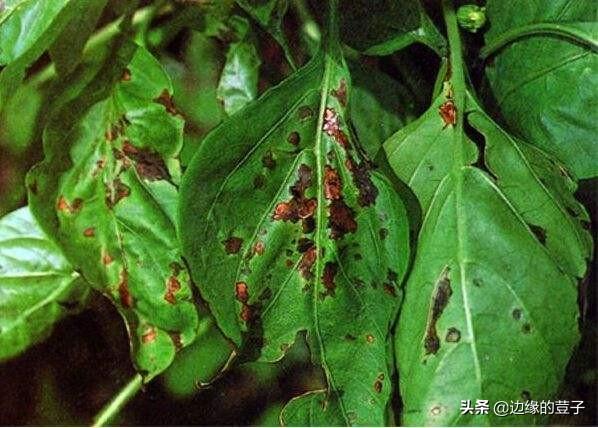 辣椒主要病虫害防治技术（辣椒叶片病害的分类）(3)
