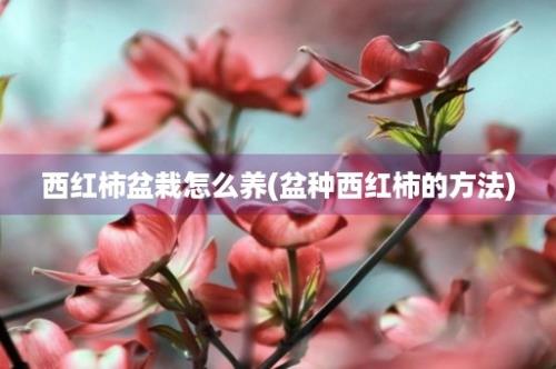 西红柿盆栽怎么养(盆种西红柿的方法)