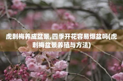 虎刺梅养成盆景,四季开花容易爆盆吗(虎刺梅盆景养殖与方法)