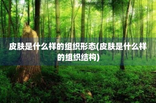 皮肤是什么样的组织形态(皮肤是什么样的组织结构)