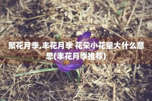 聚花月季,丰花月季 花朵小花量大什么意思(丰花月季推荐)