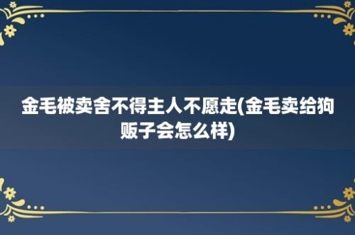 金毛被卖舍不得主人不愿走(金毛卖给狗贩子会怎么样)