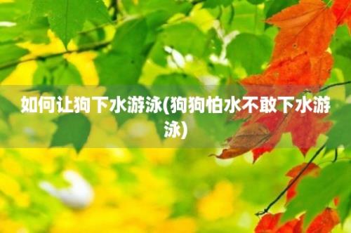 如何让狗下水游泳(狗狗怕水不敢下水游泳)