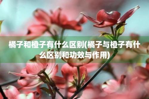 橘子和橙子有什么区别(橘子与橙子有什么区别和功效与作用)