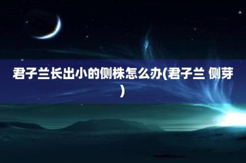 君子兰长出小的侧株怎么办(君子兰 侧芽)