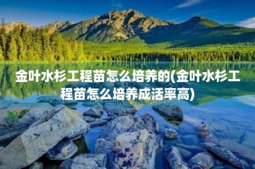 金叶水杉工程苗怎么培养的(金叶水杉工程苗怎么培养成活率高)