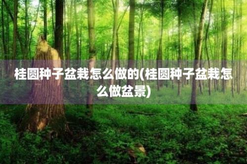 桂圆种子盆栽怎么做的(桂圆种子盆栽怎么做盆景)