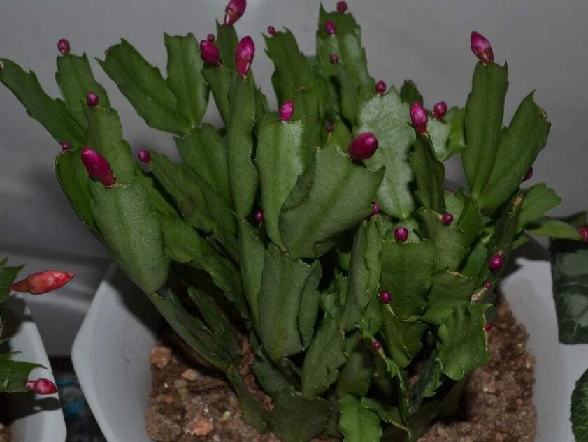 龙骨花