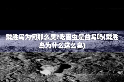 戴胜鸟为何那么臭?吃害虫是益鸟吗(戴胜鸟为什么这么臭)