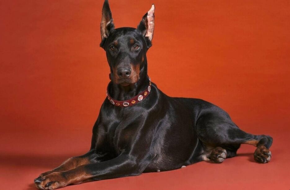 杜宾犬
