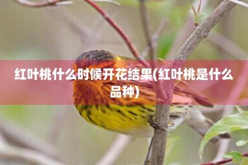 红叶桃什么时候开花结果(红叶桃是什么品种)