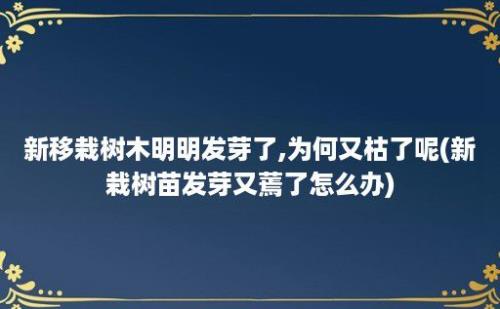 新移栽树木明明发芽了,为何又枯了呢(新栽树苗发芽又蔫了怎么办)